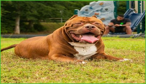 Hulk Dog's Passing: A Gentle Giant's Legacy Remembered