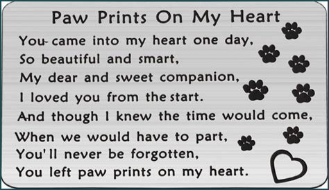 Mylo the Cat: Beloved Internet Star Passes Away, Leaving Paw Prints on Hearts