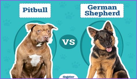 Pitbull vs. German Shepherd Death Match: Backyard Breeding Fuels Tragedies?